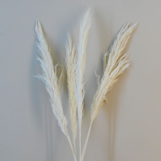 Dried Pampas Grass Bleached 75cm Dried and Preserved Flowers and Foliage